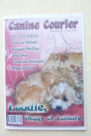Laddie, Doggy of Leisure by Rosina Walker