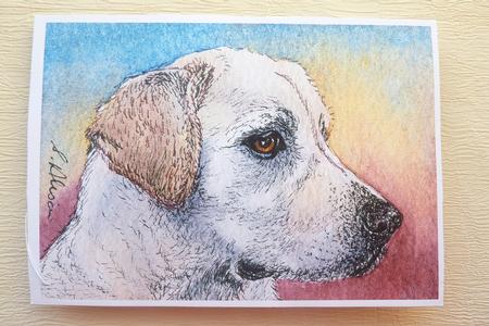 Labrador Retriever by Rosina Walker