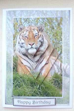 Tiger Offset Diamond Pyramid by Rosina Walker