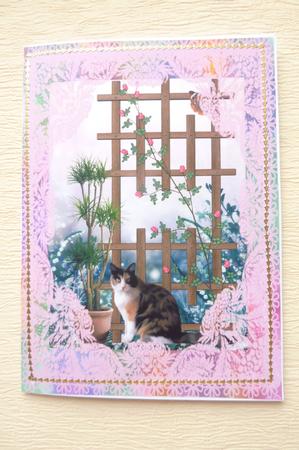 Best Friends Never Fail Especially Those with Paws & a Tail by Rosina Walker