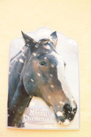 Winter Horse by Rosina Walker