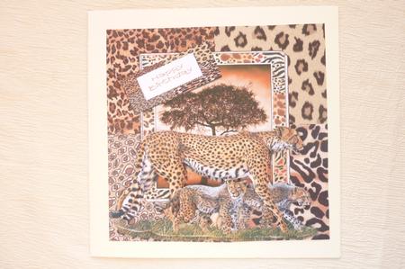 The Cheetahs 7x7 by Rosina Walker