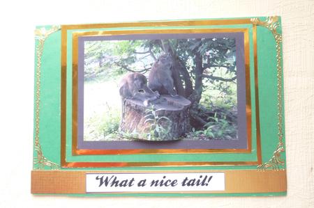 Humourous Monkey Scene Quick Card by Rosina Walker