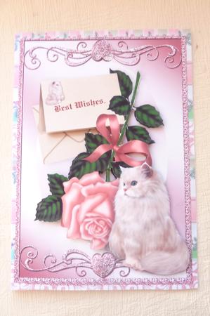 Pink Rose with Fluffy White Cat A4 by Rosina Walker