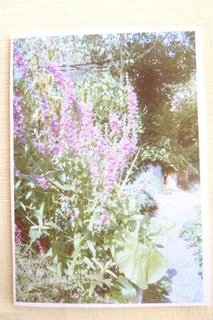 The Pond in the Oriental Garden by Rosina Walker