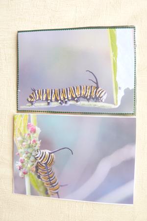 4 x Striped Monarch Caterpillar by Rosina Walker