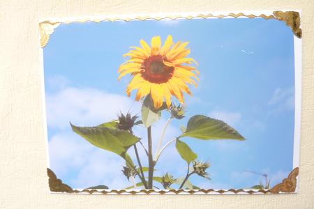 Sunflower by Rosina Walker