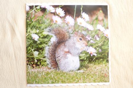 Grey Squirrel by Rosina Walker