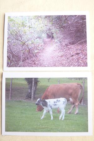 Cow and Scenic Toppers by Rosina Walker