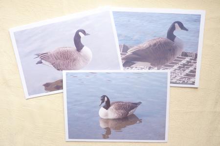 Goose Toppers by Rosina Walker