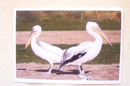 2 Pelicans by Rosina Walker