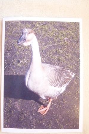 Goose by Rosina Walker