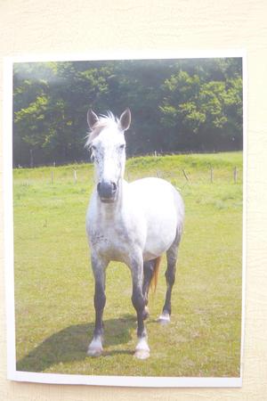 Horse by Rosina Walker