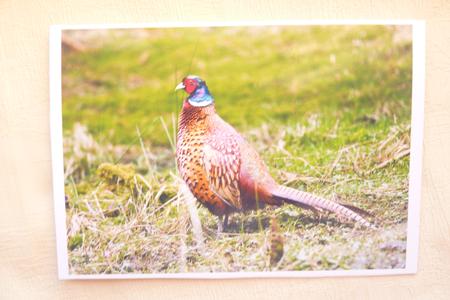 Pheasant A4 Topper by Rosina Walker
