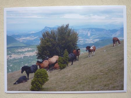 Wild Horses by Rosina Walker