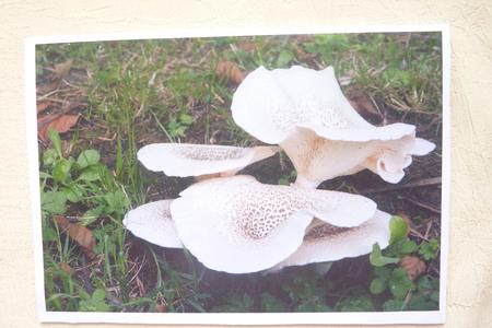 Mushrooms by Rosina Walker
