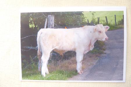 Little Calf by Rosina Walker