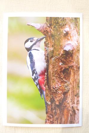 Woodpecker Topper by Rosina Walker