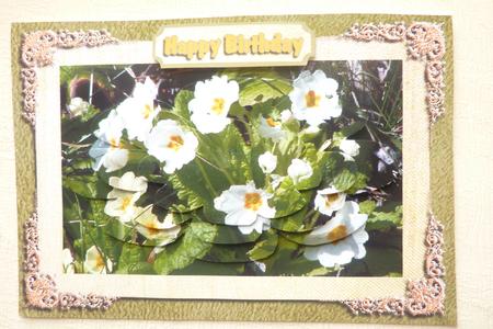 Primroses by Rosina Walker