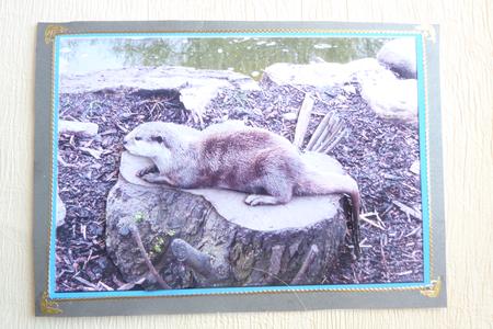 Otter Decoupage Sheet by Rosina Walker