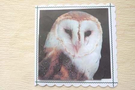 Barn Owl Shell Edged Corner Stacker by Rosina Walker