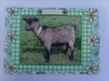 Smallholder Animals - the Pygmy Goat by Rosina Walker