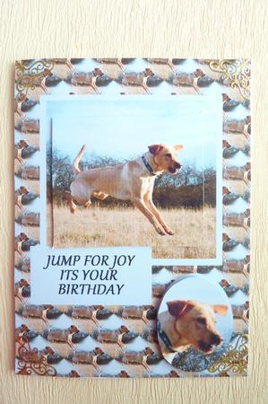 Adi the Labrador 2 by Rosina Walker