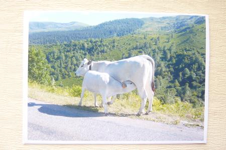 Cow with Baby by Rosina Walker