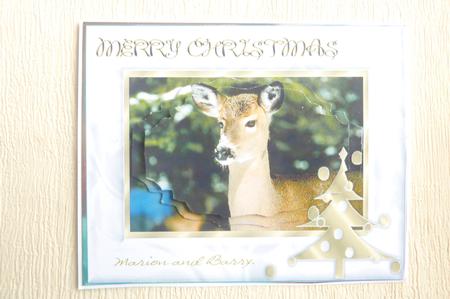 Snow Nosed Deer by Rosina Walker