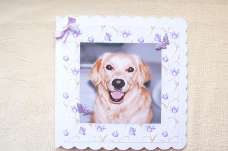 Golden Retriever Dog Head Shot by Rosina Walker