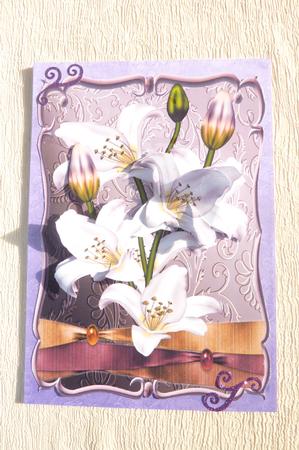 Beautiful Lily by Rosina Walker