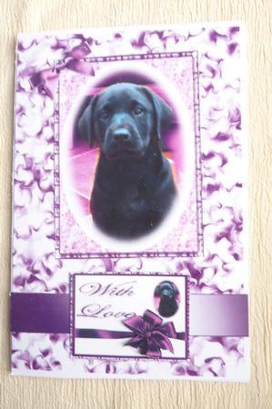 Purple Puppy by Rosina Walker