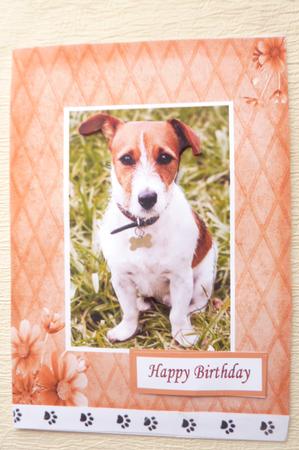 Jack Russell by Rosina Walker