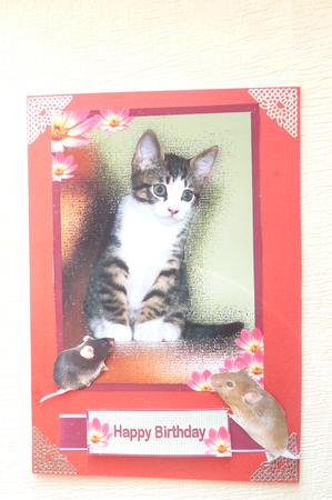 Lovely Kitten in a Frame by Rosina Walker