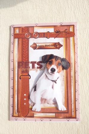 Belated Birthday /birthday Jack Russel by Rosina Walker