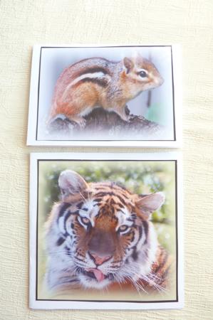 Wild Animal Toppers by Rosina Walker