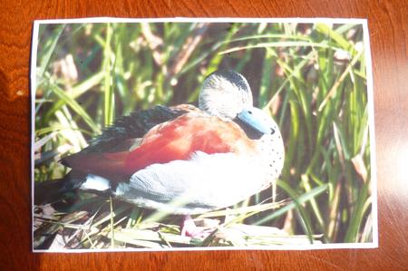 Duck by Rosina Walker
