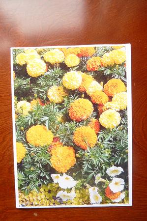 Marigold Background Sheet by Rosina Walker