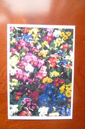 Primula Background Sheet by Rosina Walker