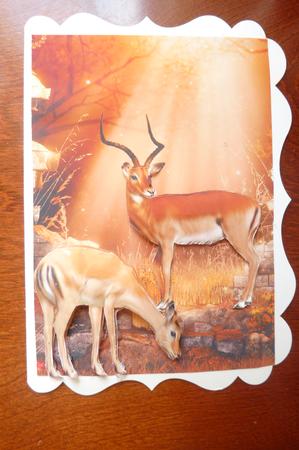Antelopes Card Front by Rosina Walker