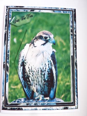 Bird of Prey by Rosina Walker