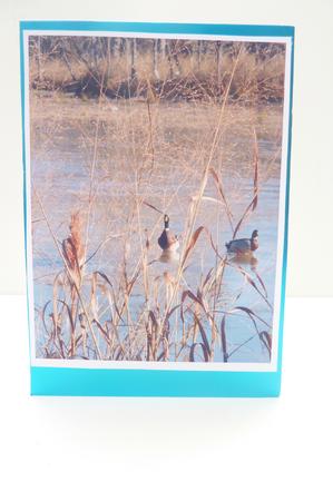 BG Ducks in the Water by Rosina Walker