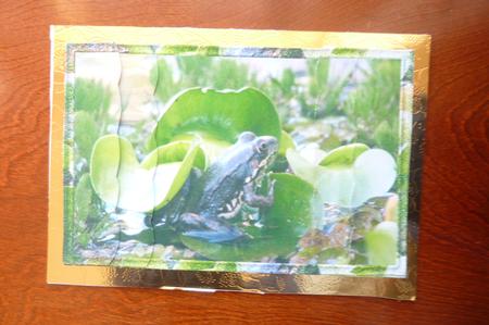 Frog by Rosina Walker