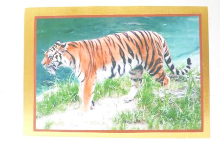 Tiger A4 by Rosina Walker