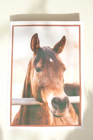 Arabian Horse A4 by Rosina Walker