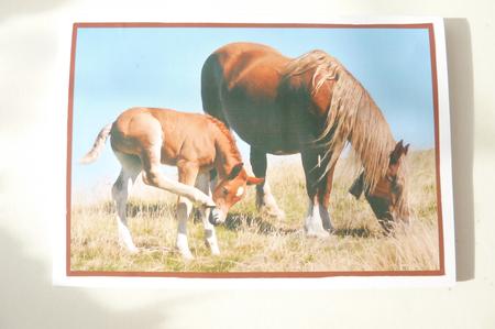 Mare and Foal A4 by Rosina Walker