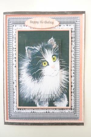 Beautiful Kitten in Monochrome and Peach  by Rosina Walker