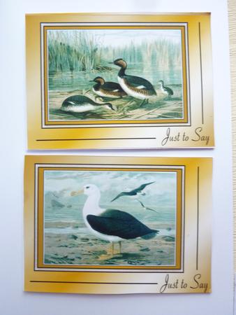 Albatross and Grebe Notelets by Rosina Walker
