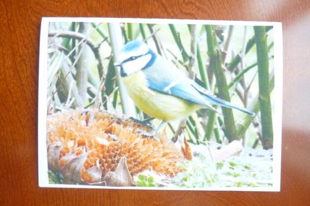 Eurasian Blue Tit by Rosina Walker