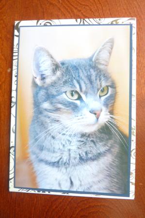 Grey Cat A4 by Rosina Walker